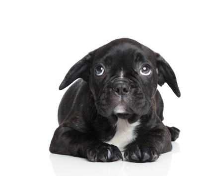 Sad Doggie